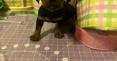 Mini Dachshund puppies ready April 2024