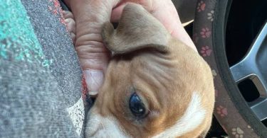 Mini Dachshund puppies ready April 2024
