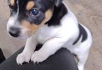 2 Rat Terriers for Adoption