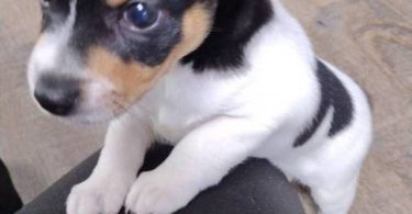 2 Rat Terriers for Adoption