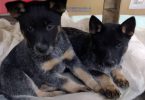 2 male Border Heeler puppies
