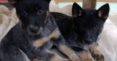 2 male Border Heeler puppies