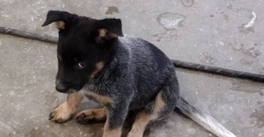 2 male Border Heeler puppies