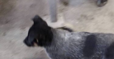 2 male Border Heeler puppies