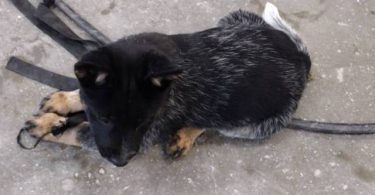 2 male Border Heeler puppies