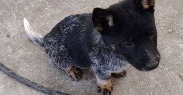 2 male Border Heeler puppies