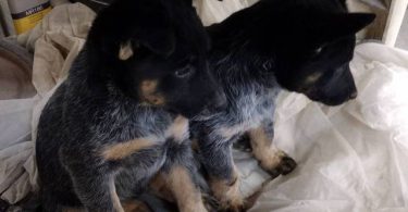 2 male Border Heeler puppies