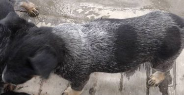2 male Border Heeler puppies