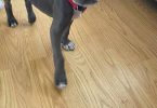 Sweet baby boy pit bull