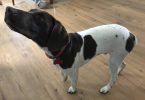 Young German Shorthaired Pointer