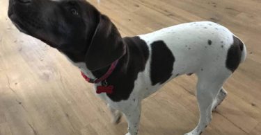 Young German Shorthaired Pointer