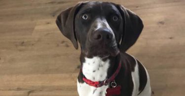 Young German Shorthaired Pointer