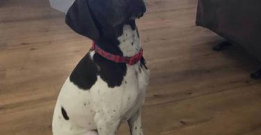 Young German Shorthaired Pointer
