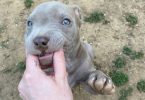 2.5 months old puppy pitbull