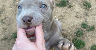 2.5 months old puppy pitbull