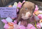 Beautiful brown & white Staffy puppy