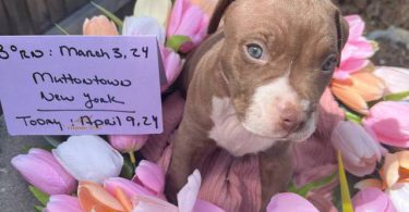 Beautiful brown & white Staffy puppy