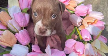 Beautiful brown & white Staffy puppy