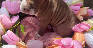 Beautiful brown & white Staffy puppy