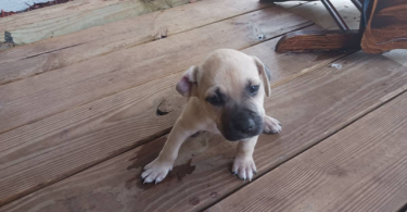 Rhodesian Ridgeback mix puppies