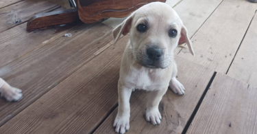 Rhodesian Ridgeback mix puppies