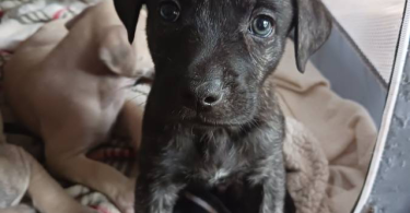 Rhodesian Ridgeback mix puppies