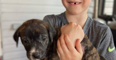 Rhodesian Ridgeback mix puppies