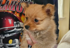 2 little male Pomeranian puppies