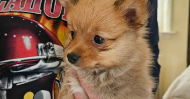 2 little male Pomeranian puppies