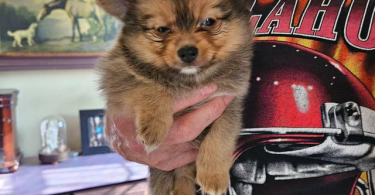 2 little male Pomeranian puppies