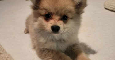 2 little male Pomeranian puppies