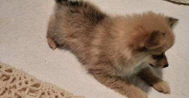 2 little male Pomeranian puppies