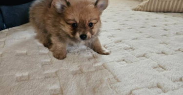 2 little male Pomeranian puppies