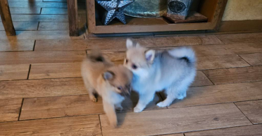 2 little male Pomeranian puppies