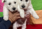 2 male Scottie puppies for sale