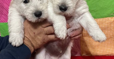 2 male Scottie puppies for sale