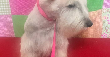 2 male Scottie puppies for sale