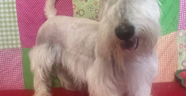 2 male Scottie puppies for sale