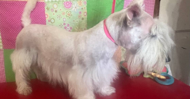 2 male Scottie puppies for sale