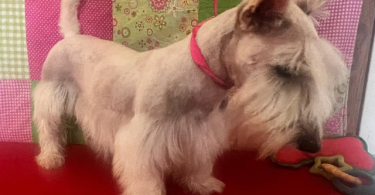 2 male Scottie puppies for sale