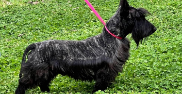 2 male Scottie puppies for sale