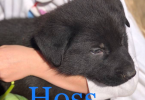 AKC registered German Shepherd puppies