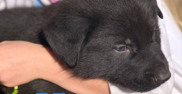 AKC registered German Shepherd puppies