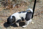 Pure Akita puppies for sale