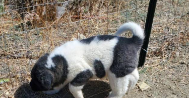 Pure Akita puppies for sale