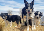 Amazing Border Aussie Mix Puppies