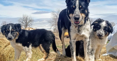 Amazing Border Aussie Mix Puppies