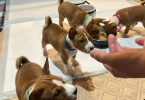 Purebred Basenji puppies for sale