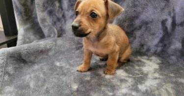2 girl Chiweenie puppies