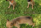 6 German Sheprador puppies